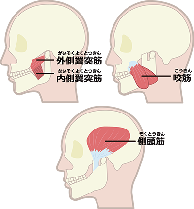 咀嚼筋